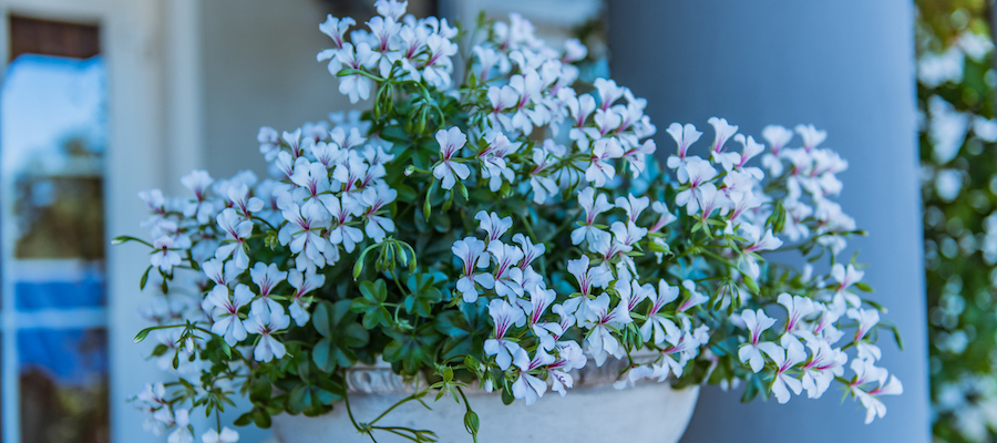 sala weselna łódź